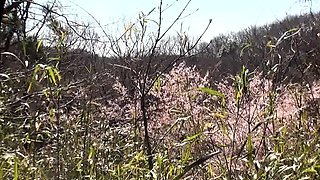 Amateur Asian gives amazing blowjob