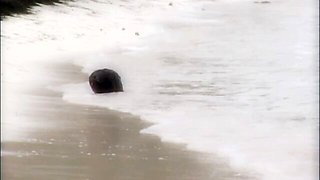 Beach anal fuck in the cowgirl pose with a hot girlfriend Andy Brown