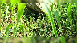 Stepsister-in-law Showed Her Pussy In The Fields And Fingered Her Pussy