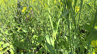 Sasumaa Jamai Ke Sath Outside Kheto Me Romance XXX Video