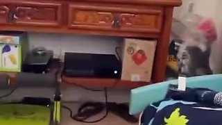 Stunning exotic coquette exciting adult scene