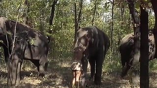 Selen - Queen Of The Elephants 1 (1)