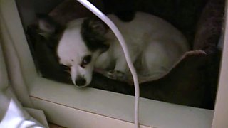 Perfect brunette teen gives a masterful POV blowjob