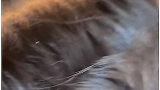 Amateur Schoolgirl, My Girlfriend Escapes From School To Fuck Santa Cruz Bolivia