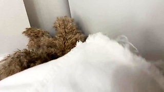 Teen blonde fucked hard after sniffing panties