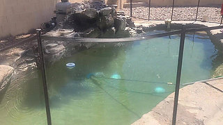 BBW Cleaning Her Pool